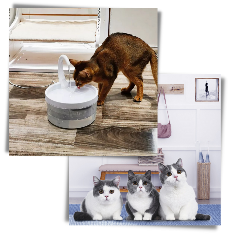 Auto water fountain for cat with LED light